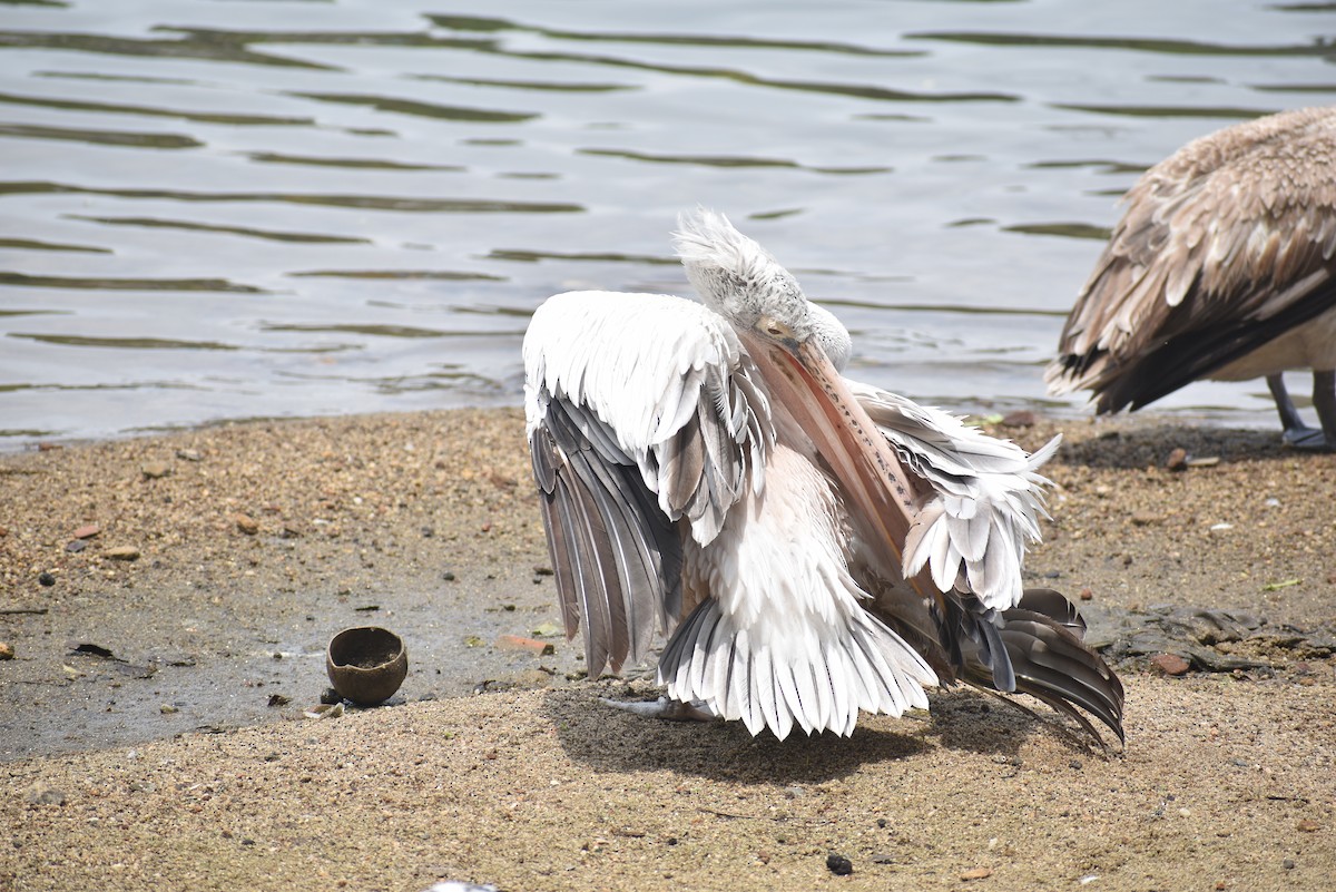 Spot-billed Pelican - ML622385693