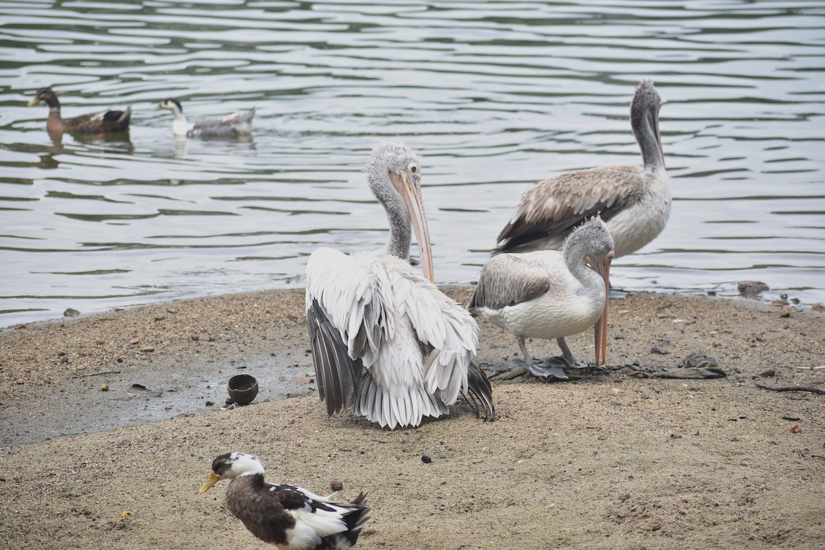 Spot-billed Pelican - ML622385696