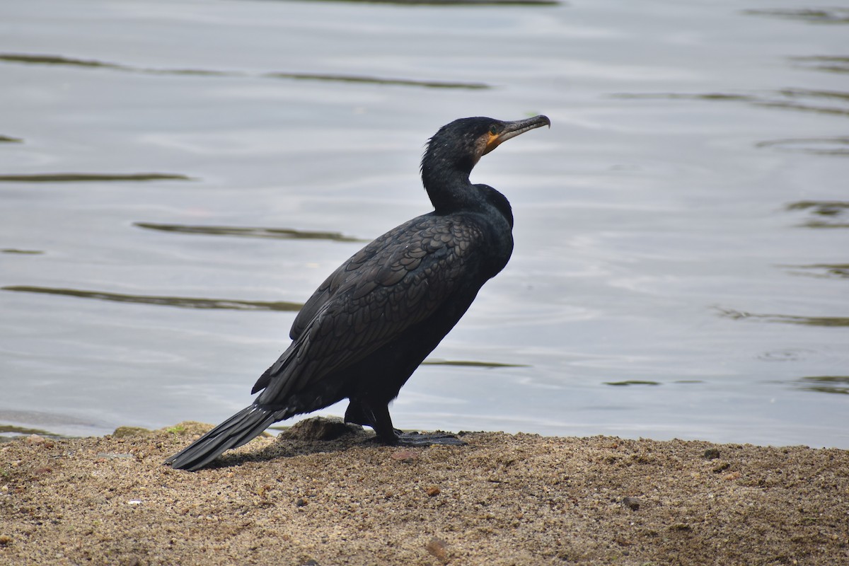 カワウ（sinensis／hanedae） - ML622385703