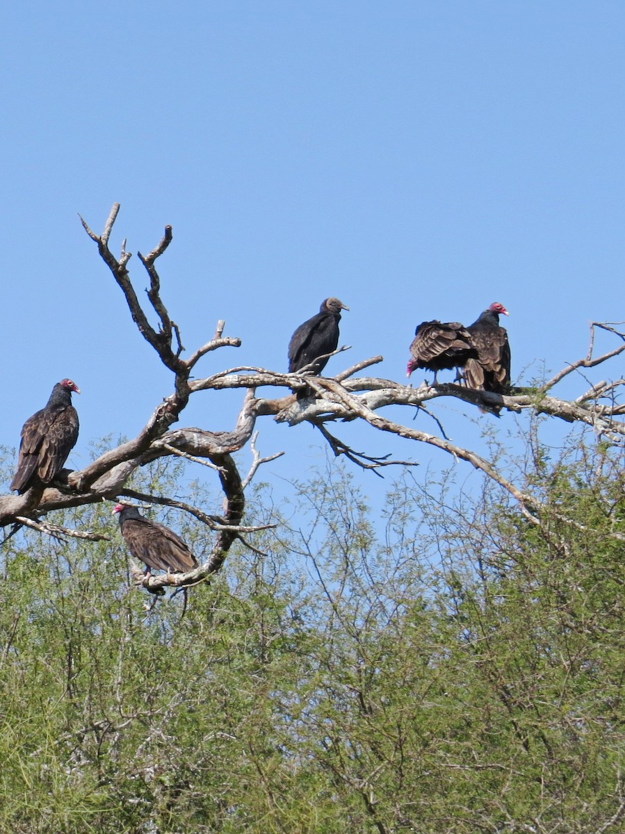 Black Vulture - ML622385723