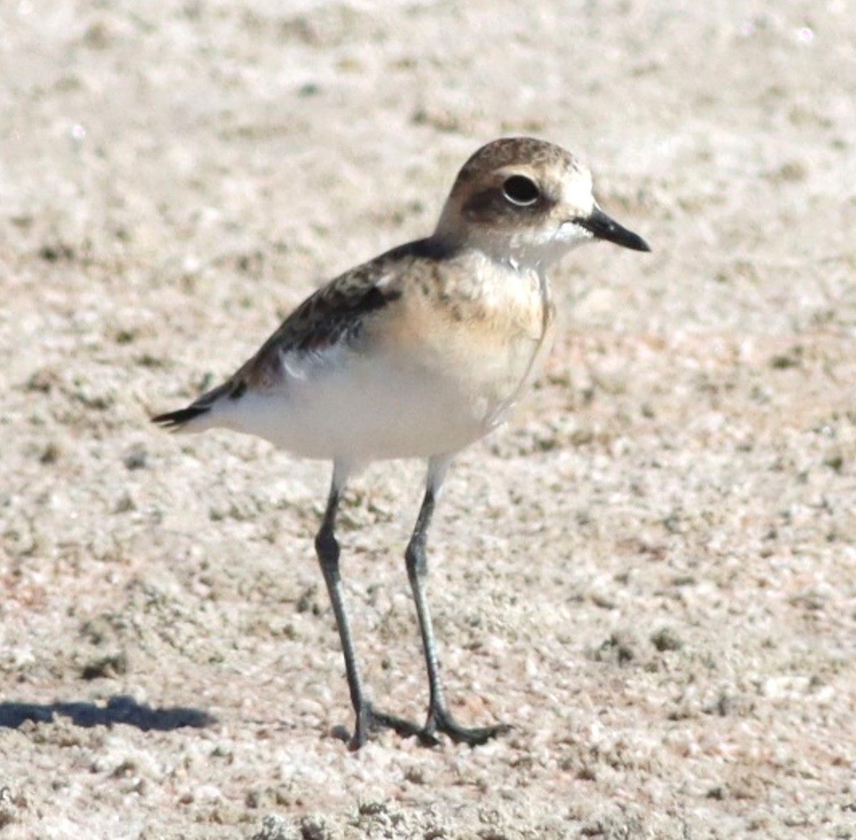 White-fronted Plover - Michael Mosebo Jensen