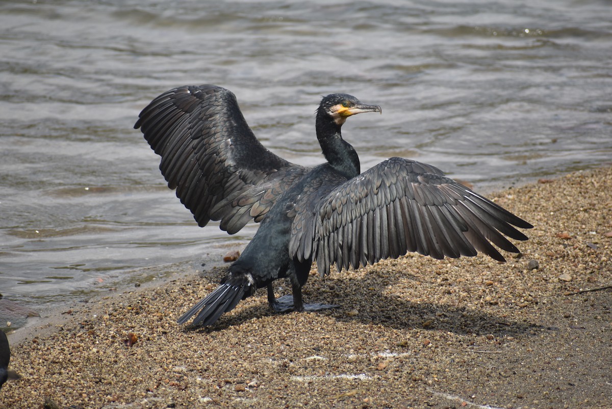 Great Cormorant (Eurasian) - ML622385730