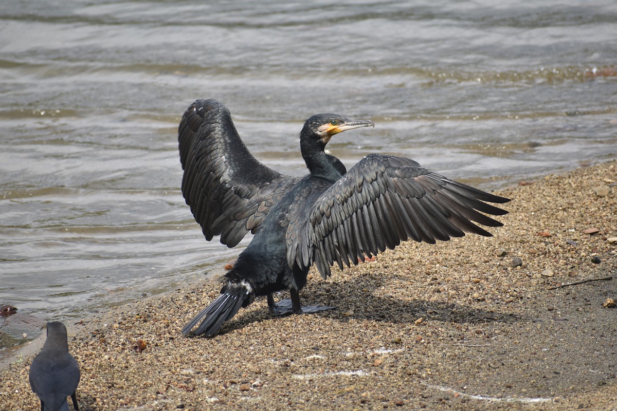 Great Cormorant (Eurasian) - ML622385731