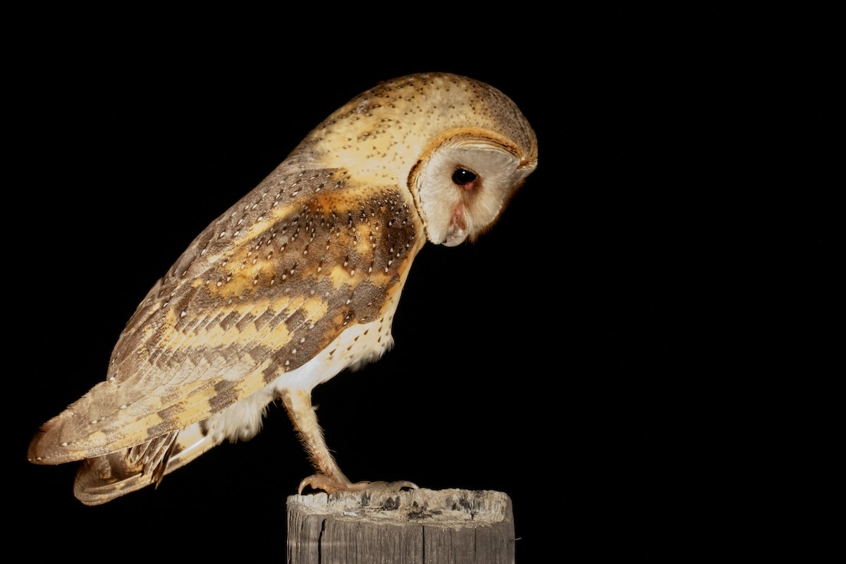 Western Barn Owl (African) - ML622385742