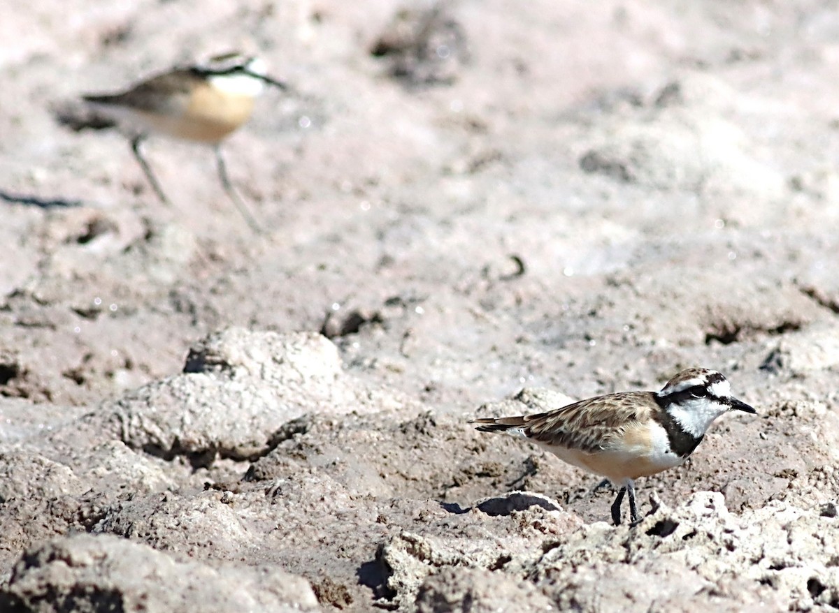 Madagascar Plover - ML622385762