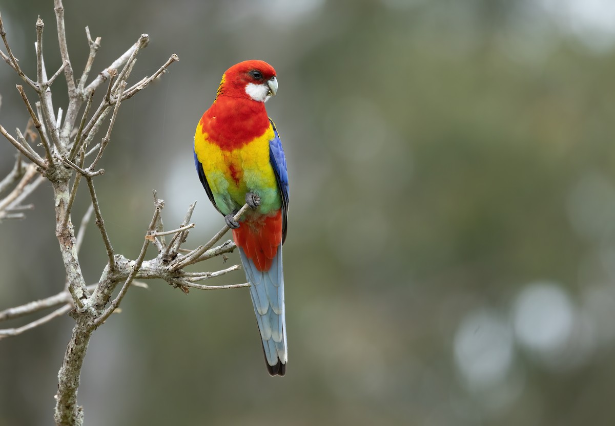 Eastern Rosella - ML622385774