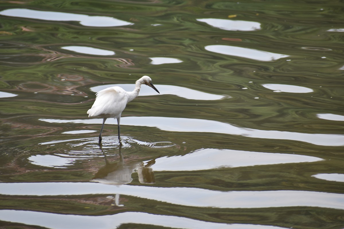 Little Egret - ML622385781