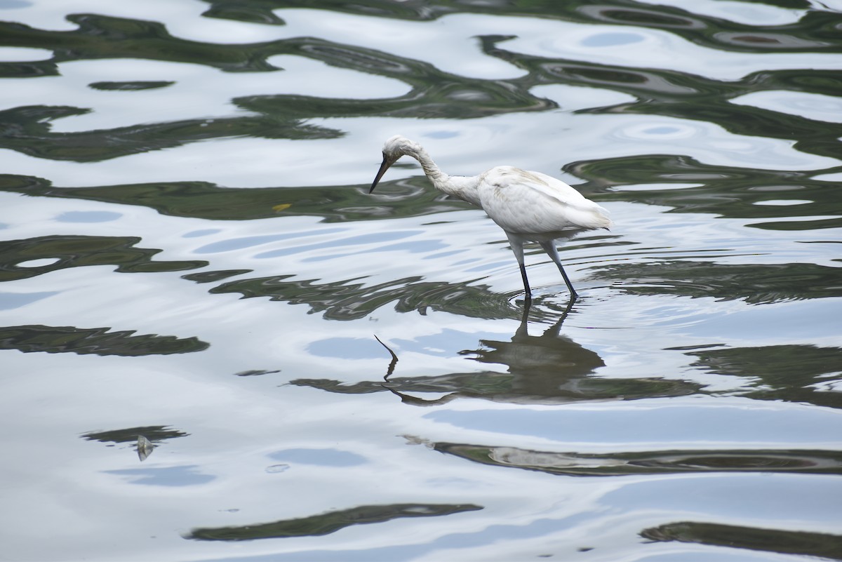 Little Egret - ML622385782