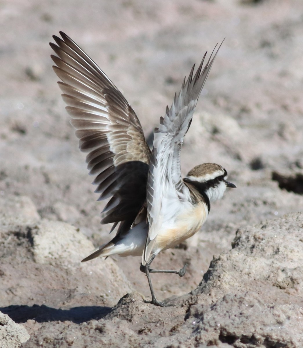 Madagascar Plover - ML622385784