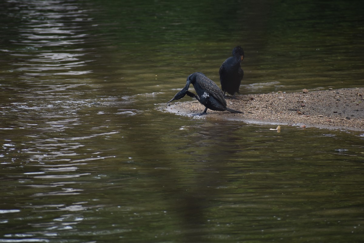 Great Cormorant (Eurasian) - ML622385801