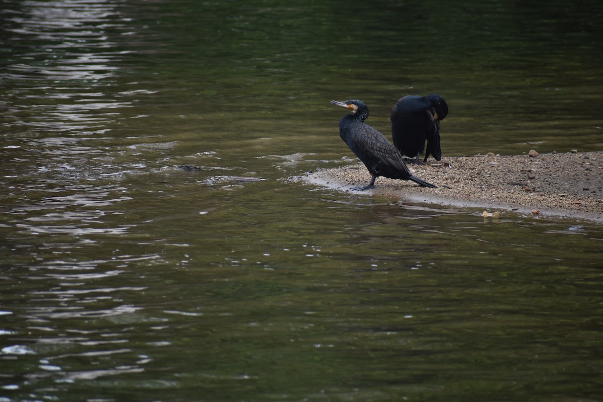 カワウ（sinensis／hanedae） - ML622385802