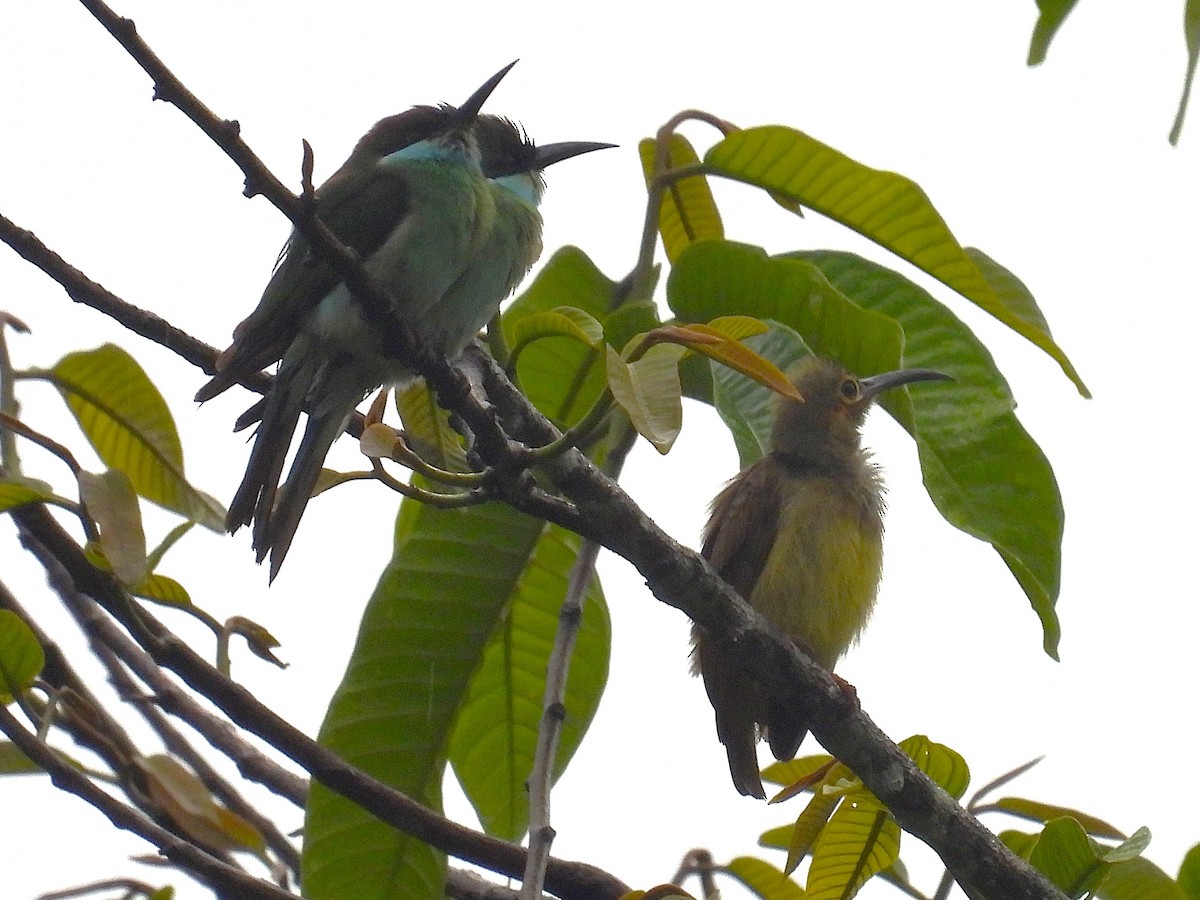 Spectacled Spiderhunter - ML622385861