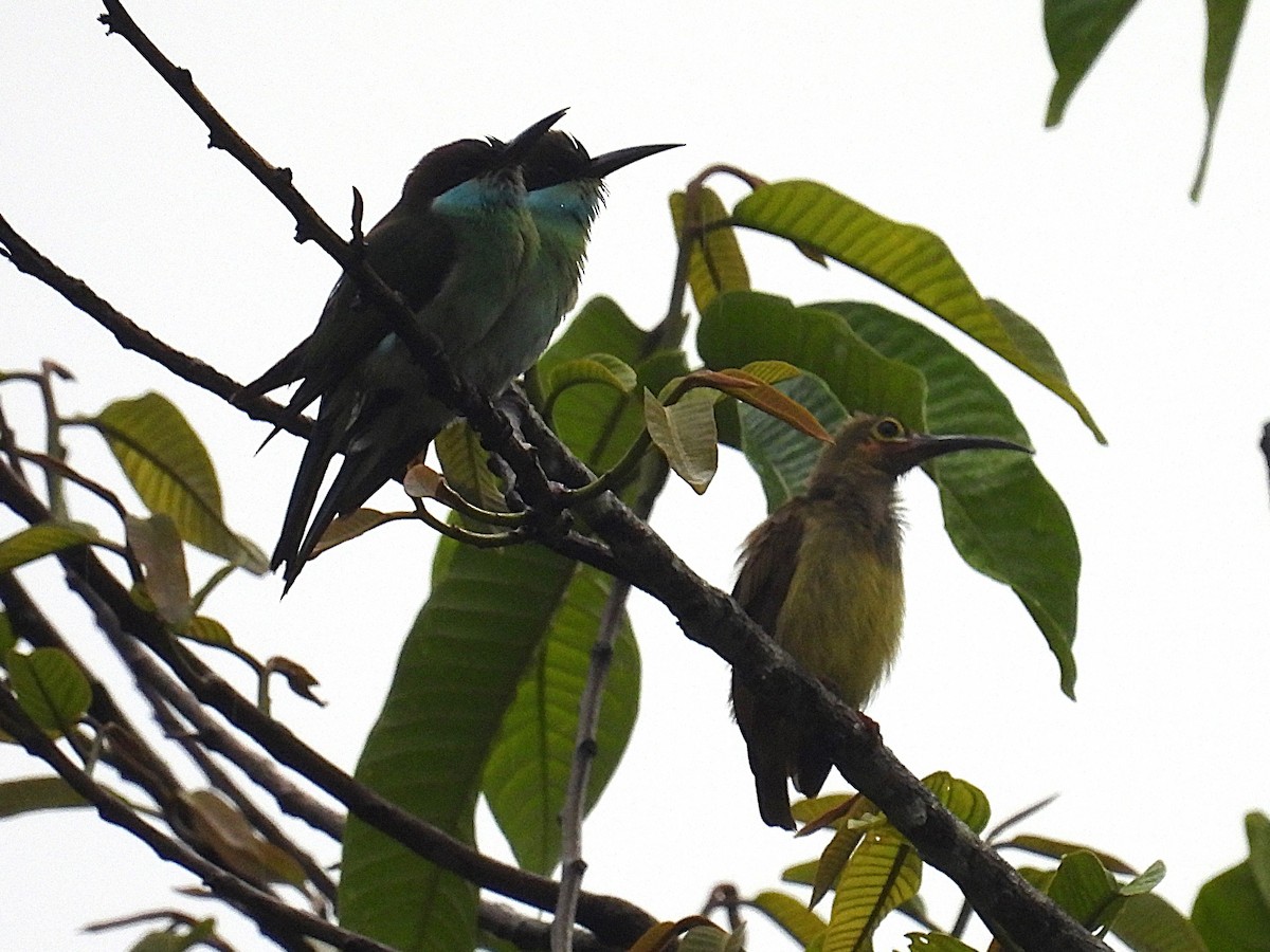 Spectacled Spiderhunter - ML622385862