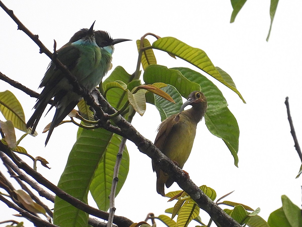 Spectacled Spiderhunter - ML622385863