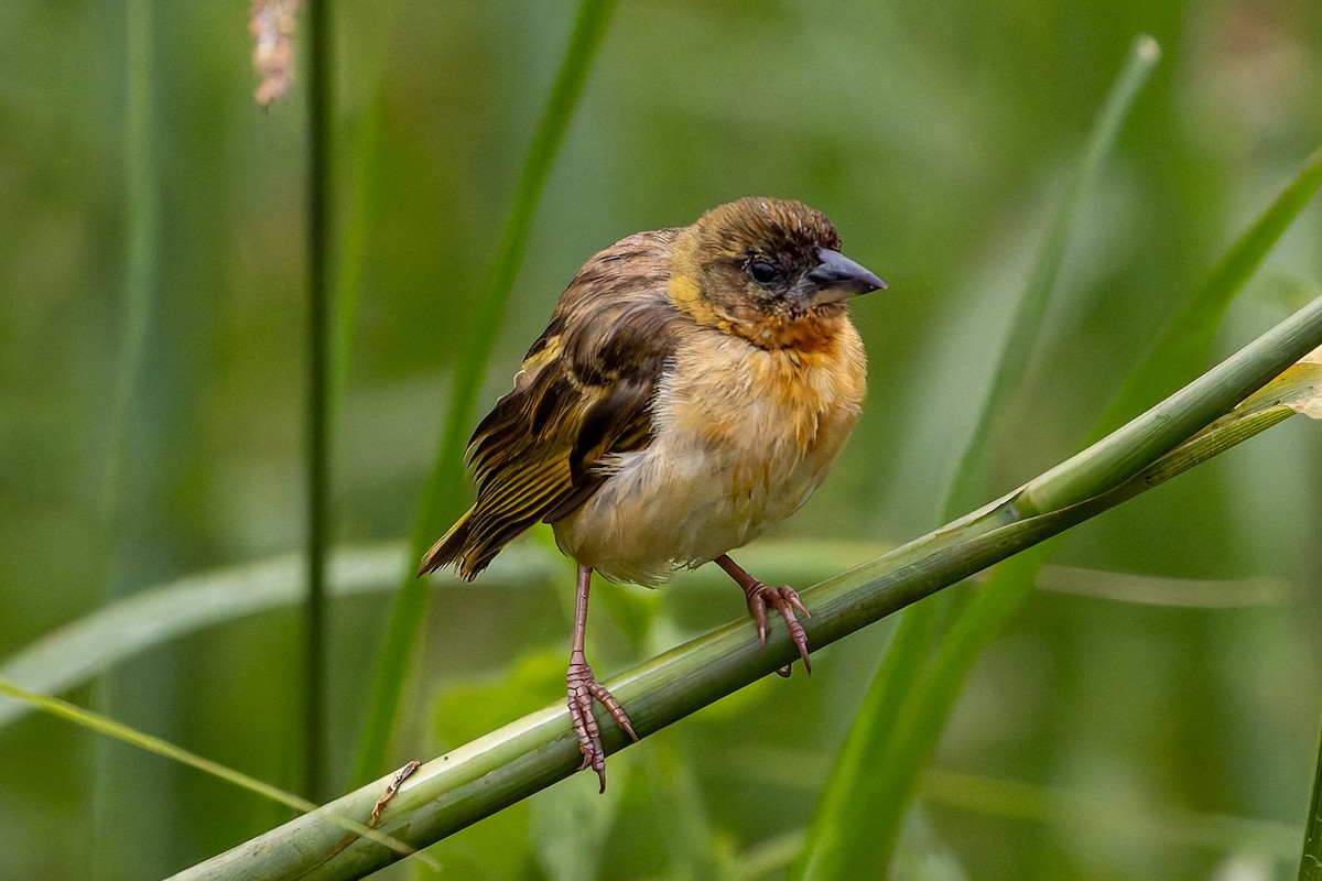 Northern Brown-throated Weaver - Carol Popple