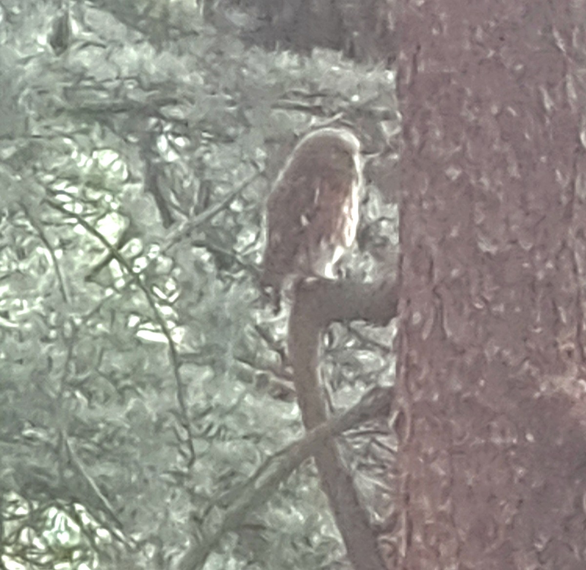 Asian Barred Owlet - ML622385899