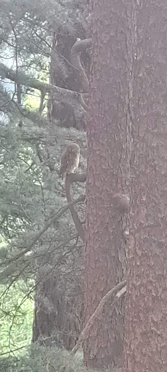 Asian Barred Owlet - ML622385900