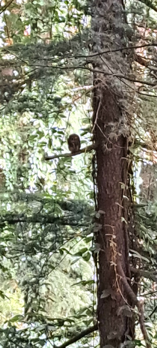 Asian Barred Owlet - ML622385901