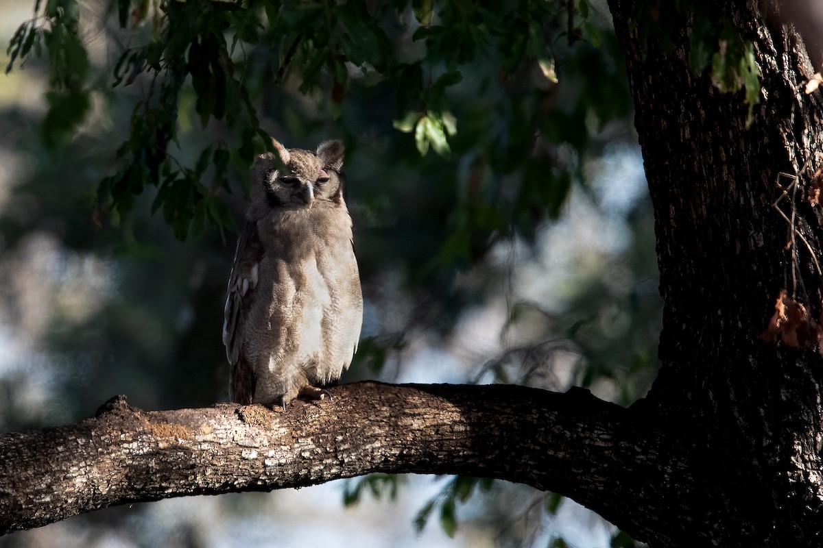 Verreaux's Eagle-Owl - ML622385981