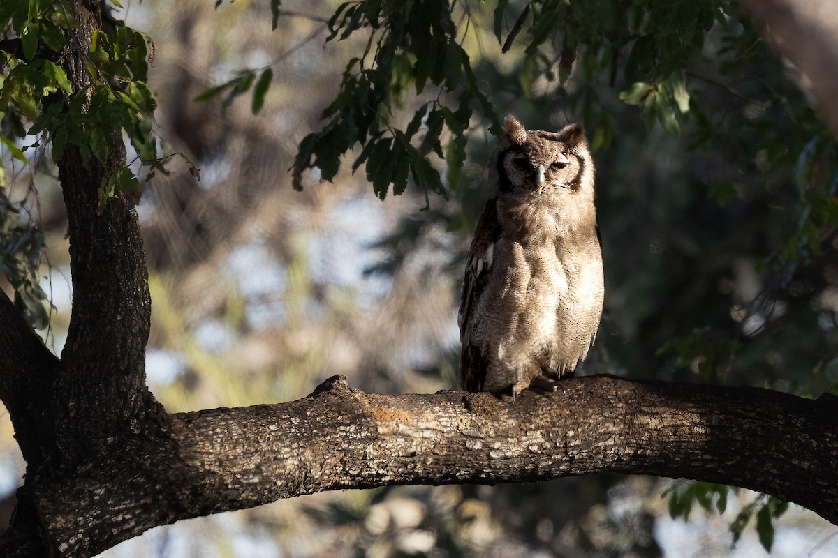 Verreaux's Eagle-Owl - ML622385982