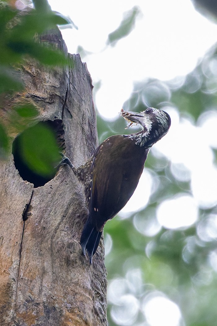 Golden-crowned Woodpecker - ML622386023