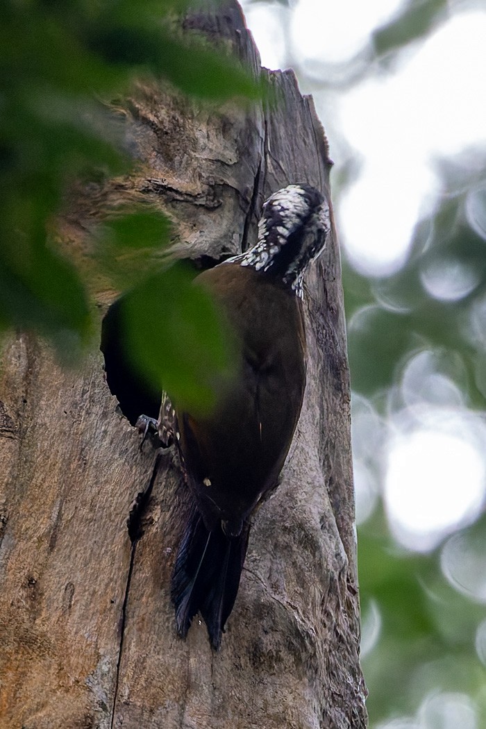 Golden-crowned Woodpecker - ML622386024