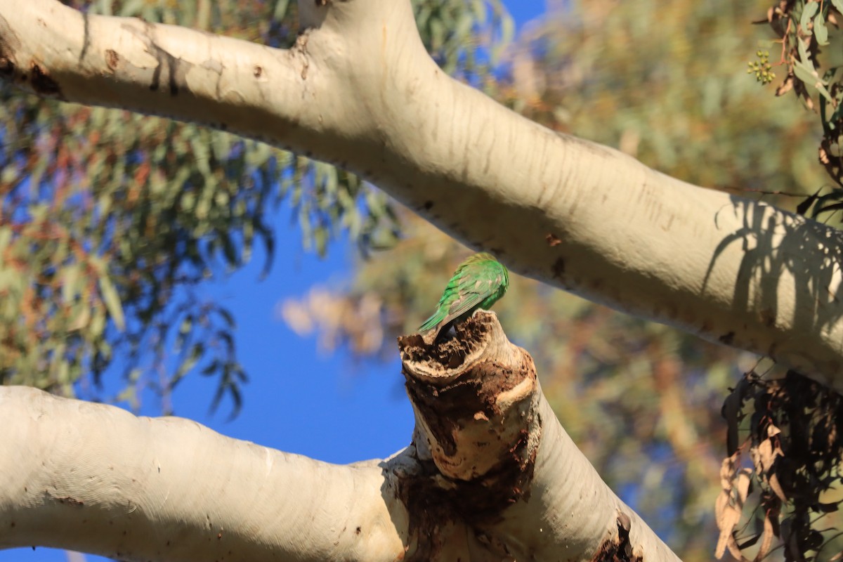 Little Lorikeet - ML622386093