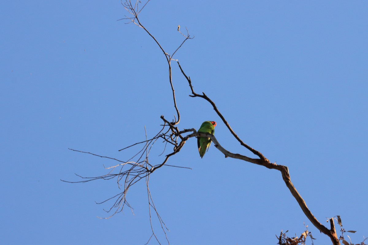 Little Lorikeet - ML622386094