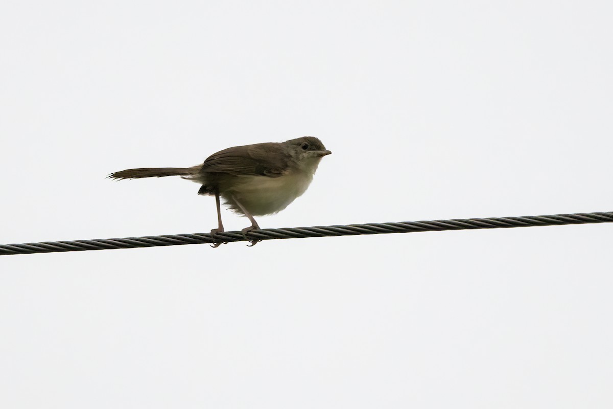 Jungle Prinia - ML622386095