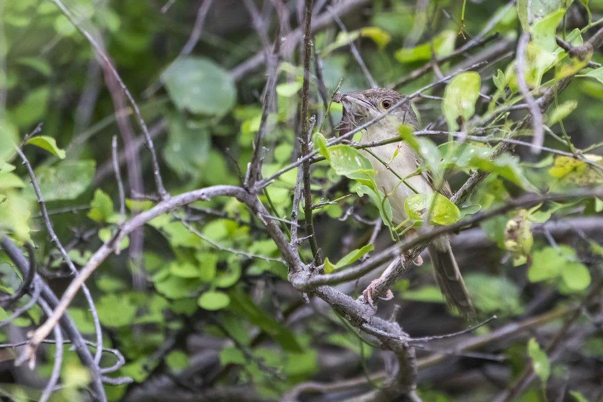 Jungle Prinia - ML622386096