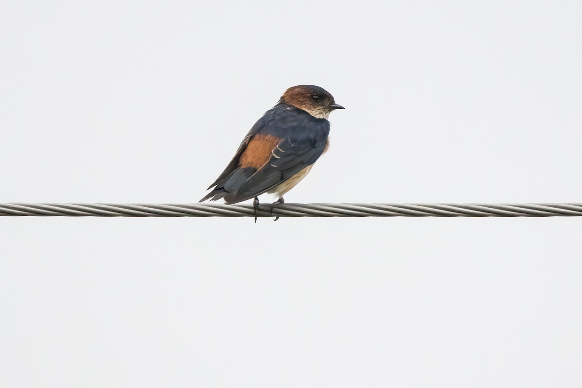 Red-rumped Swallow - ML622386097