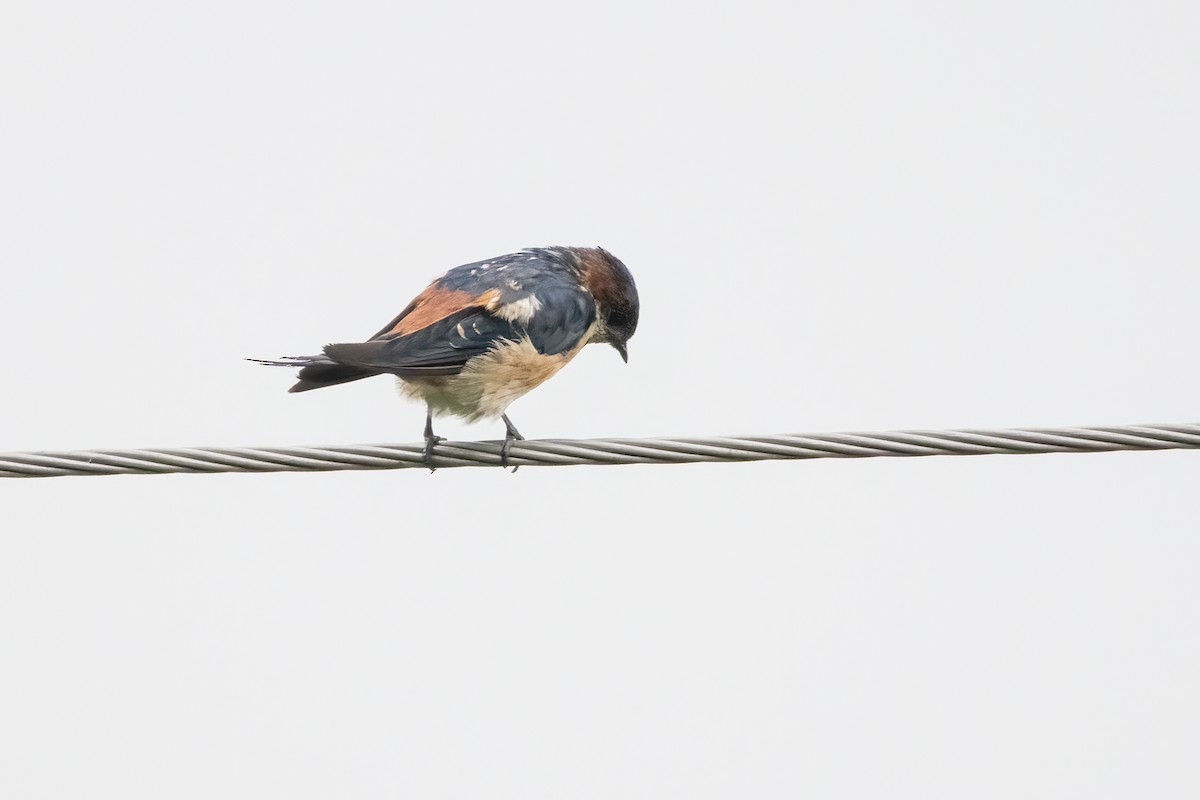 Red-rumped Swallow - ML622386098