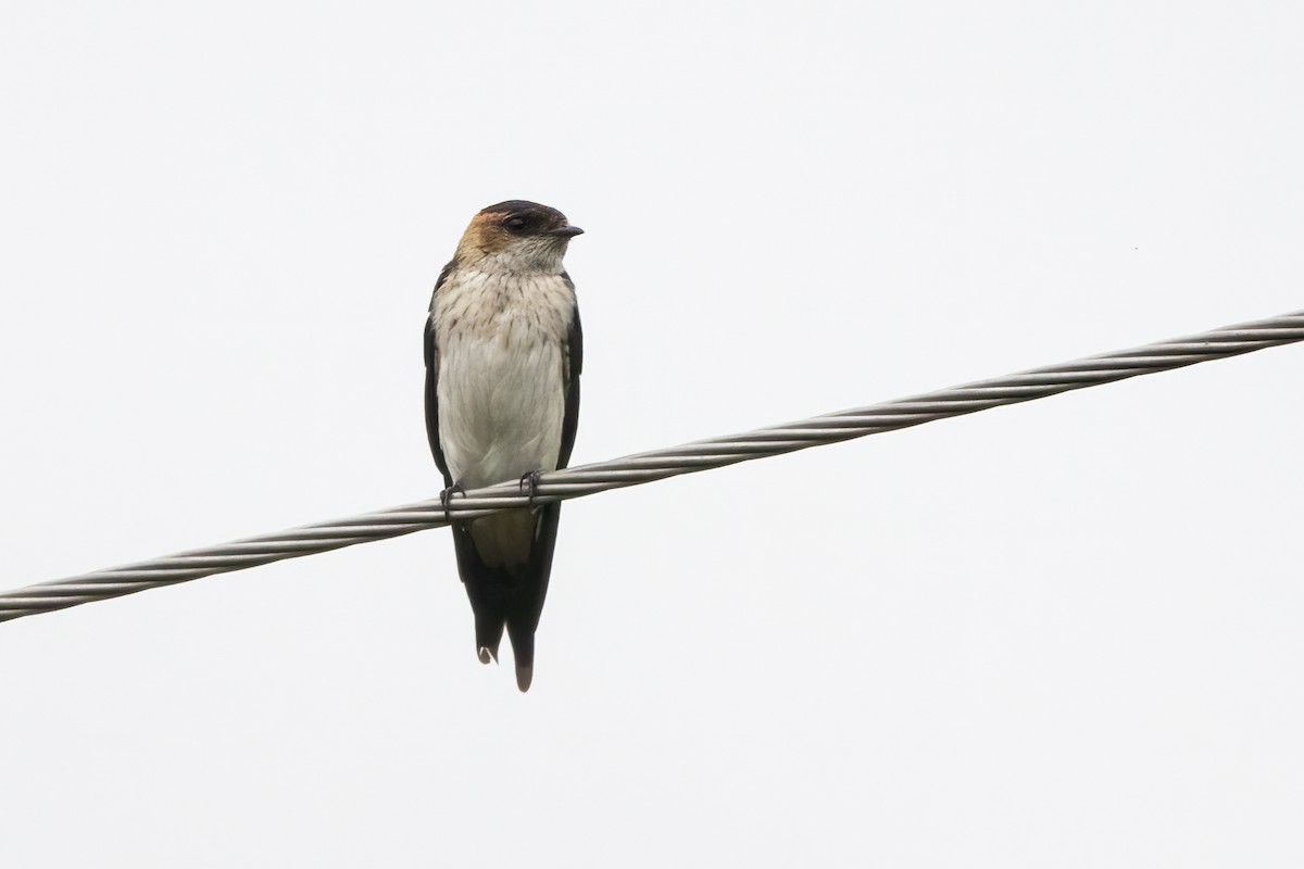 Red-rumped Swallow - ML622386099