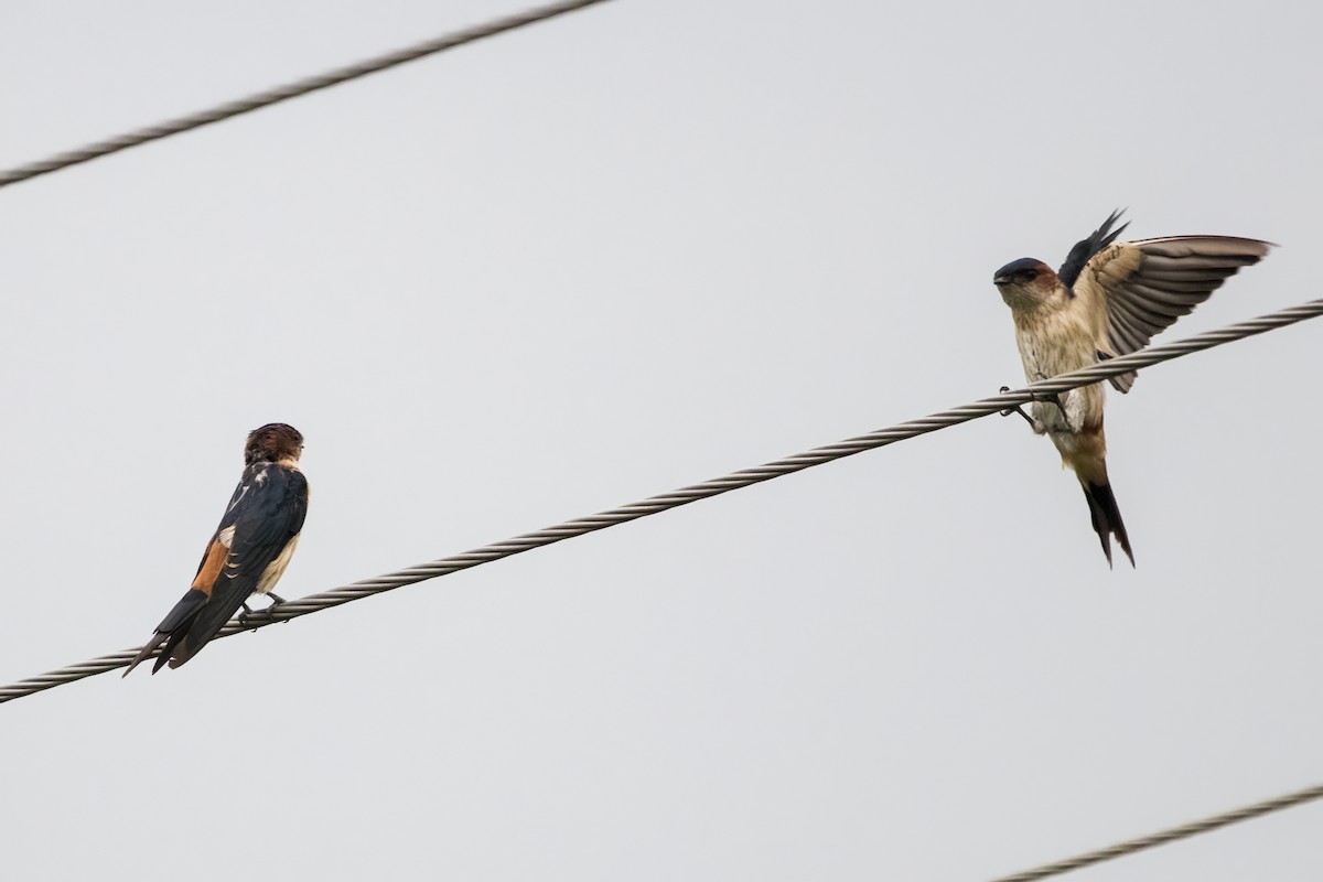 Red-rumped Swallow - ML622386100