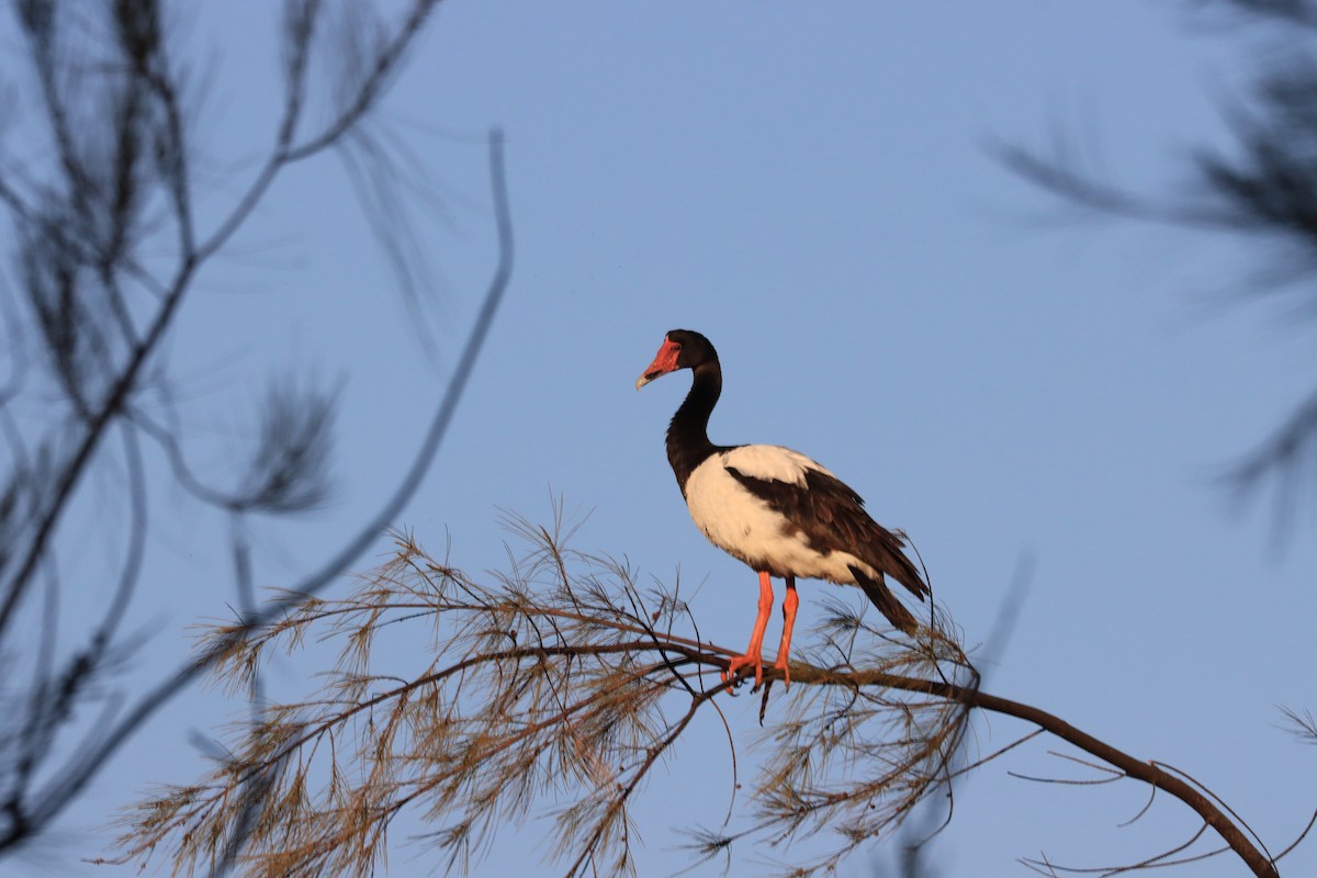 Magpie Goose - ML622386108