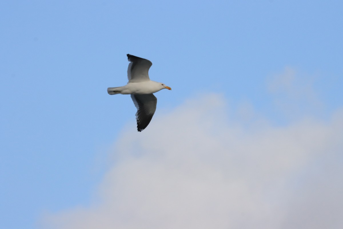 Pacific Gull - ML622386250