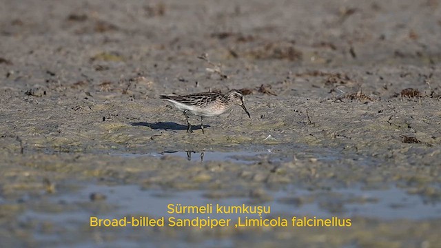 Broad-billed Sandpiper - ML622386278