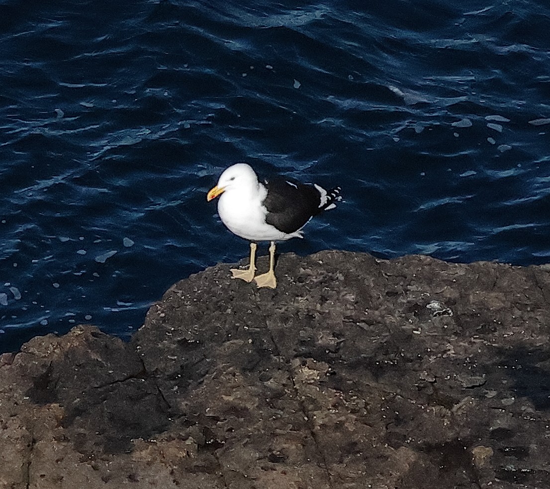 Kelp Gull (dominicanus) - ML622386337