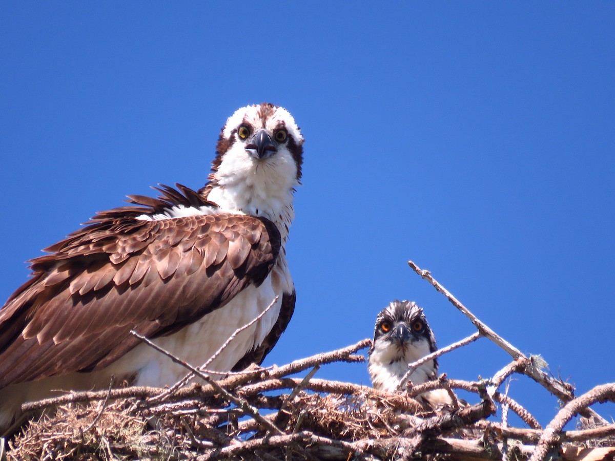 Osprey - ML622386349