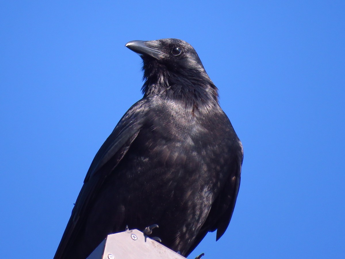 Fish Crow - ML622386351