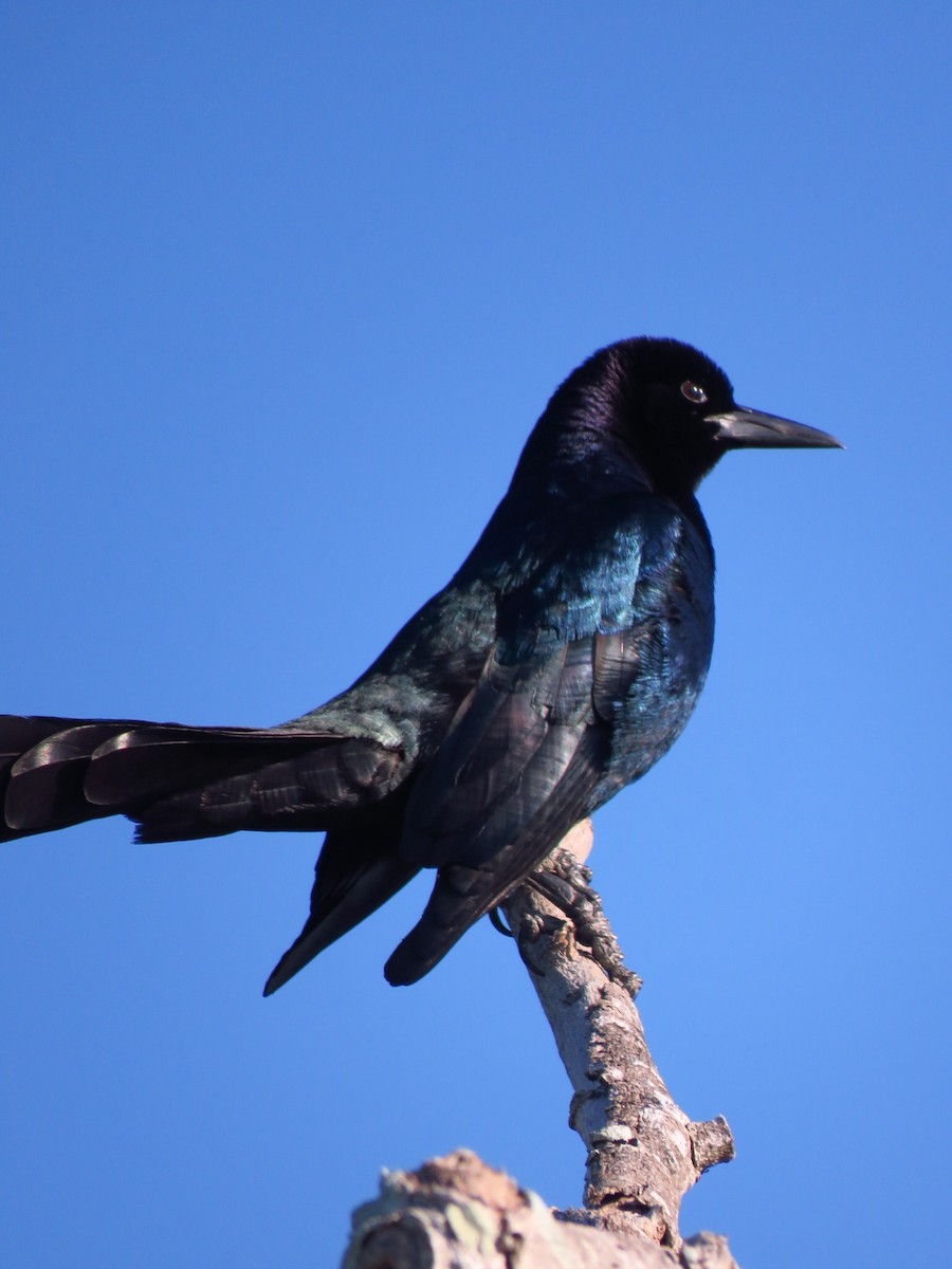 Boat-tailed Grackle - ML622386357