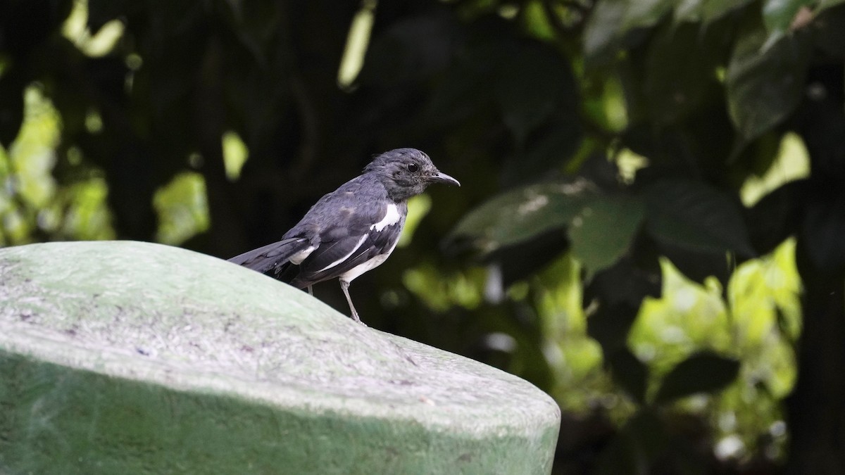 Oriental Magpie-Robin - ML622386412