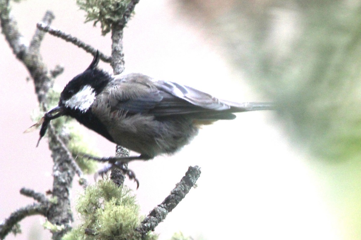 Rufous-naped Tit - ML622386436