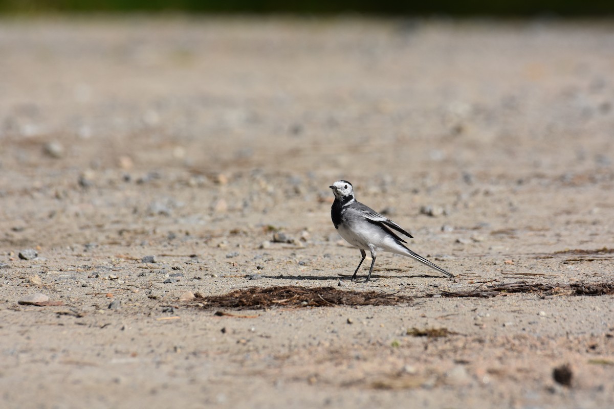 White Wagtail - ML622386450