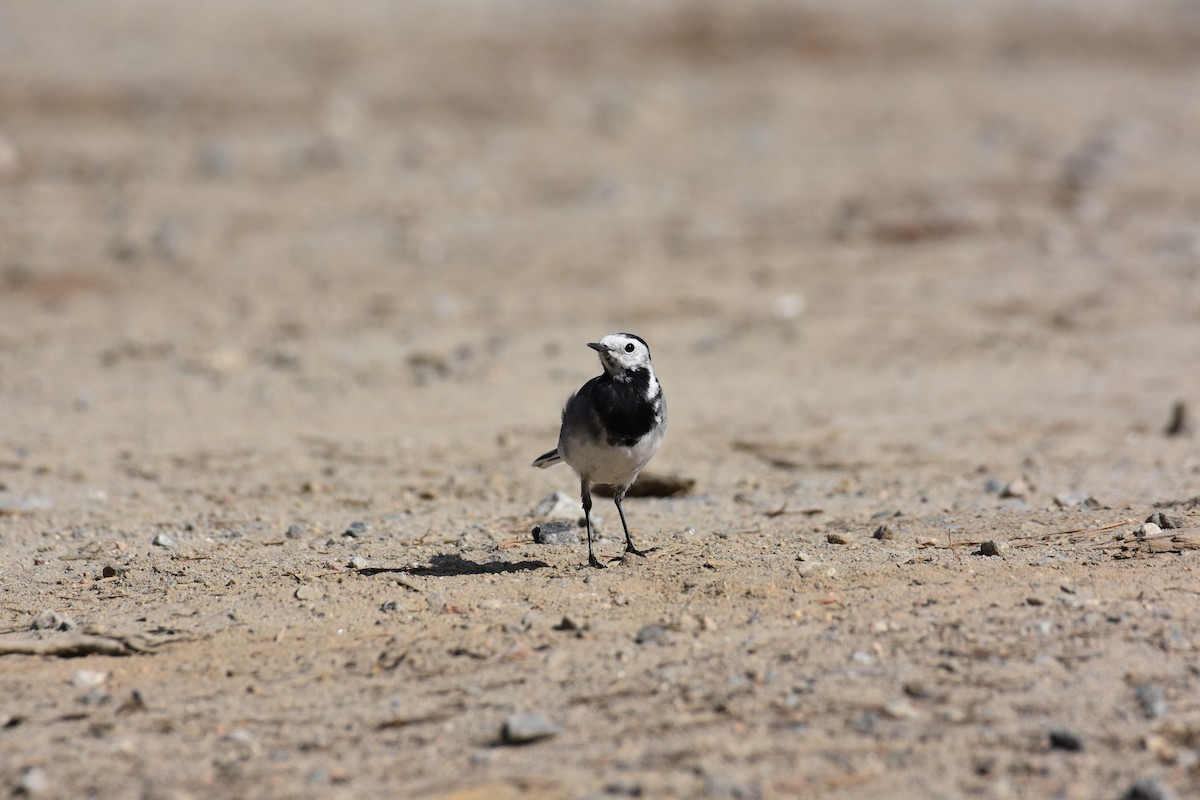 White Wagtail - ML622386452