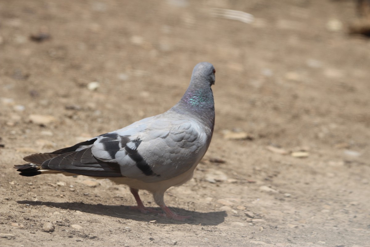 Hill Pigeon - ML622386475