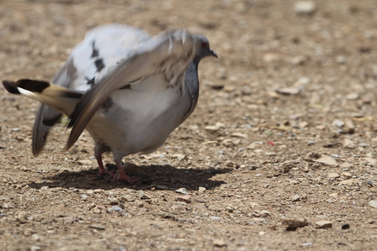 Hill Pigeon - ML622386476