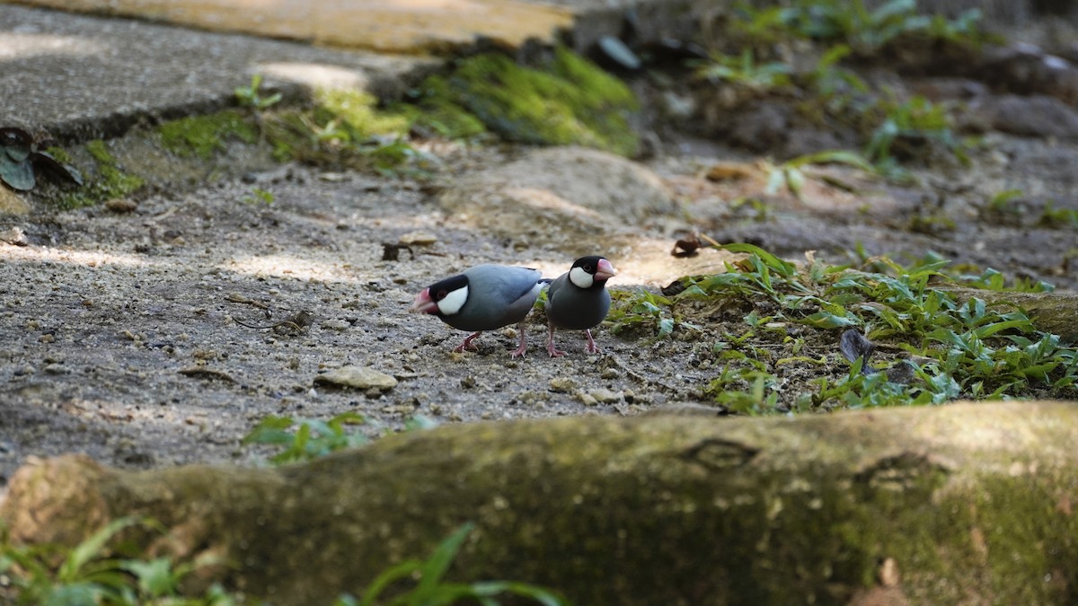 Java Sparrow - Bird Watcher