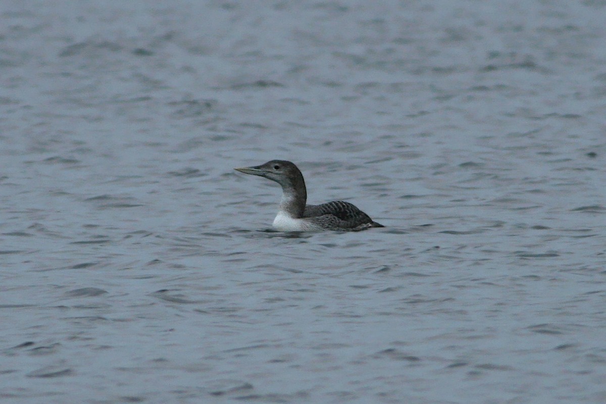 Yellow-billed Loon - ML622386540