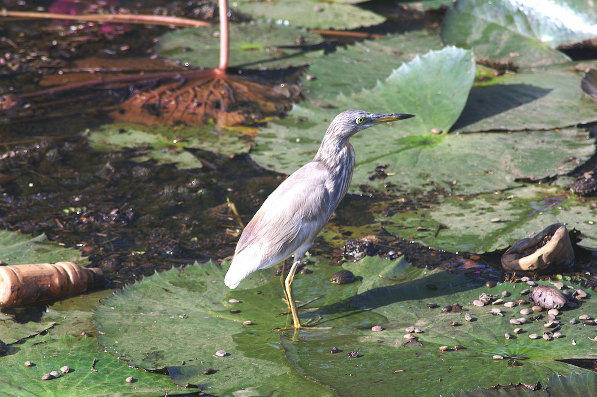 Indian Pond-Heron - ML622386767